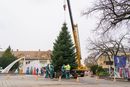 A gyulai, Harruckern téri városközpontba, az ünnepi installációk mellé megérkezett a fenyőfa is. Kép forrása: dr. Görgényi Ernő polgármester közösségi oldala