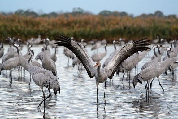 A projekt révén, a Natura 2000 hálózat egyik gyöngyszeme, a madárvilág paradicsoma és a magyar vizes élőhelyek egyik legszebbike válik még gazdagabbá. A képen darvak. Kép: Szilágyi Attila / Hortobágyi Nemzeti Park Igazgatósága A projekt révén, a Natura 2000 hálózat egyik gyöngyszeme, a madárvilág paradicsoma és a magyar vizes élőhelyek egyik legszebbike válik még gazdagabbá. A képen darvak. Kép: Szilágyi Attila / Hortobágyi Nemzeti Park Igazgatósága