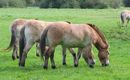  zsiai vadlovak, vagy Przewalski-vadlovak a hzi lovak legkzelebbi vadon l rokonai. Kp: Wikipdia