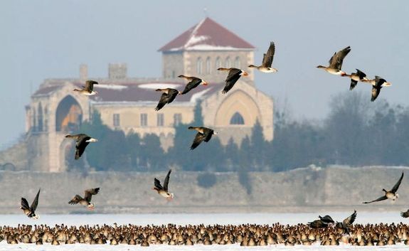 Cscsidszakban, november vgn s december elejn, a tavon jszakz vadludak szma a 65 ezret is elrheti. Kp forrsa: Magyar Madrtani s Termszetvdelmi Egyeslet