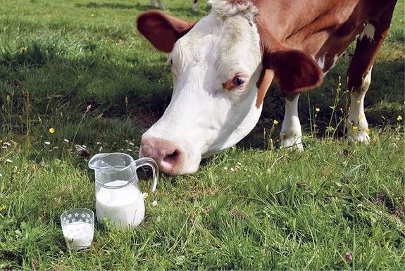 A tejtermel�s t�l�l�se m�lhat most azon, hogy min�l t�bben v�lassz�k a magyar tejterm�keket. K�p: MIKROP