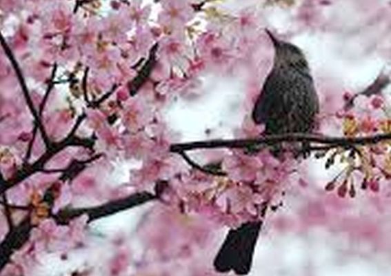 Az el�rejelz�s szerint, a h�tv�g�n, a legmagasabb nappali h�m�rs�klet a 20 fokot is meghaladja. K�p forr�sa: Facebook