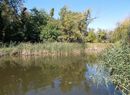 A keleti orsz�gr�szben, a Tisza, a Bodrog �s a K�r�s�k ment�n, a holt�gak szeg�ly�n, l�gi biol�giai gy�r�t�s indokolt, az id�j�r�s f�ggv�ny�ben lehet majd fell�pni a l�rv�k ellen. A k�pen holt�g. K�p: Wikimedia Commons