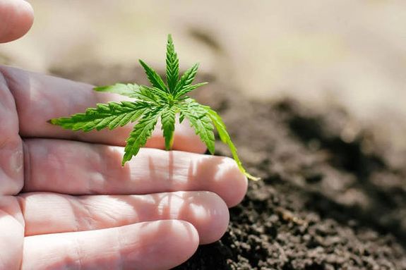 A f�rfi a k�lf�ldr�l mag�val hozott, 4 darab kannabisz n�v�nyi magot nagyb�nhegyesi lak�hely�n, cserepekben el�ltette, a kikel� n�v�nyeket szekr�nyben helyezte el, amelyben a fejl�d�shez sz�ks�ges felt�teleket biztos�totta. A k�p illusztr�ci�. K�p: iStock