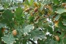  Gyul�n, a v�ros valamennyi �ltal�nos �s k�z�piskol�j�t bevonva, makkgy�jt�si versenyt hirdettek. A c�l mintegy ezer kilogramm kocs�nyos t�lgy makkj�nak �sszeszed�se, okt�ber 18-ig. A makkokat novemberben, mintegy 3,5 hekt�ron, g�pi vet�ssel �ltetik el. A k�p illusztr�ci�. K�p: Pixabay      