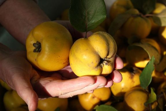 Az sz rtkes gymlcse a birsalma. Savanyks ze miatt kevsb npszer, noha cskkenti a megfzs, az influenza tneteit, gyulladscskkent, mregtelent, elsegti a fogyst, javtja a br feszessgt. Ers antioxidns, a rkot okoz, s a sejtek regedst felgyorst szabad gykkkel szemben is sikeres. Kp forrsa: Pixabay   