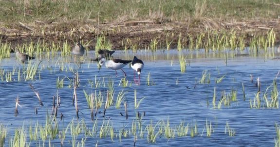 Gazdag madrvilg a Kis-Srrt mocsaraiban. Kp forrsa: Krs-Maros Nemzeti Park