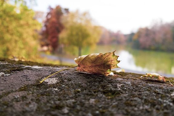 Az sz msodik hnapja az oktber. Oktber elsejn nnepeljk az idsek vilgnapjt. Kp: Pixabay