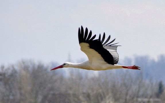  A magyar np kedvelt madara a fehr glya. A kltz glyk vndorlsa egybeesik a kt legnagyobb magyar nemzeti nnep idpontjval, mert a glyk magyarorszgi klthelykre mrcius 15-e krl rkeznek meg, s a telelhelyeikre augusztus 20-a krl indulnak el Afrikba. Forrs: Wikipdia. Kp: Pixabay