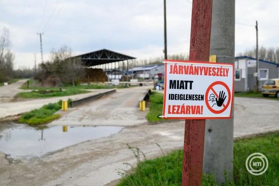 Lezrt szarvasmarhatelep Darnzselin, prilis 2-n. Kp: MTI / Vasvri Tams