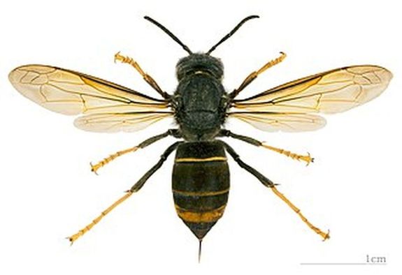 zsiai ldarzs – dolgoz. Kp forrsa: Wikipdia