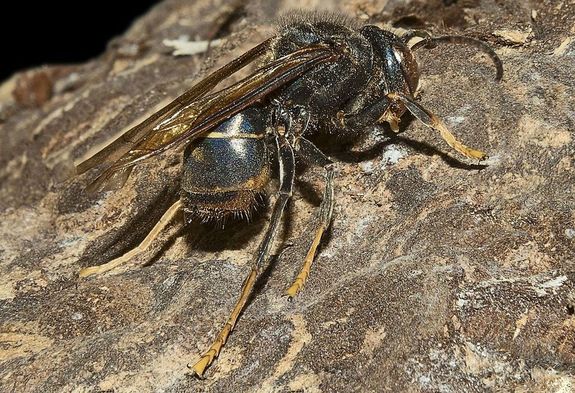 Vespa velutina nigrithorax a franciaorszgi Toulouse-ban. Kp: Didier Descouens. Kp forrsa: Wikipdia