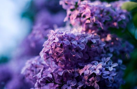,,… gy szolgljk a mennyek virgt, / Hogy hitket imk tzbe mrtjk.” (Emile Verhaeren). Kp: Pixabay