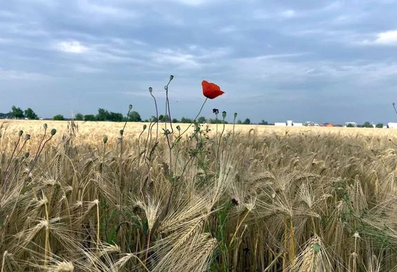 ,,Pipacsot get a kvr hatrra / A lngol magyar nyr tzvarzsa.” Juhsz Gyula: Magyar nyr 1918. Kp: Rzsr Vince / ma7.sk   