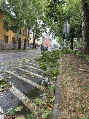 Megtpzott fk Gyuln, a Bke sugrton. Kp forrsa: dr. Grgnyi Ern polgrmester Facebook-oldala