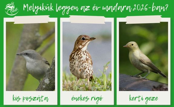 Hrom bokorlak madr a szavazsi listn. Kp forrsa: Magyar Madrtani s Termszetvdelmi Egyeslet