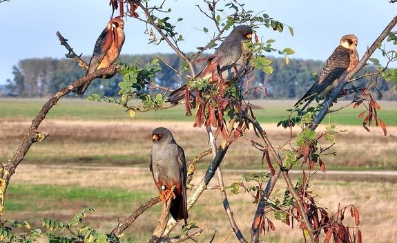 Kk vrcsk pihennek a Hortobgyon. Kp: Hortobgyi Nemzeti Park Igazgatsg   