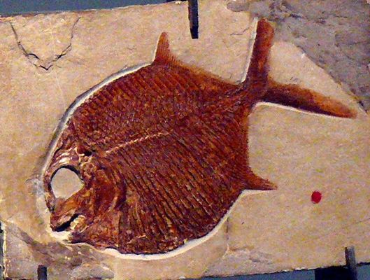 A Pycnodontiformes halak a kzps trisztl a ks eocnig ltek. Kp: Wikipedia