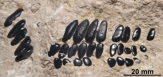  A smegi kfejtkbl gerinces smaradvnyok, kztk a kihalt Pycnodontiformes rendbe tartoz csontoshalak llkapcsai is elkerltek. Forrs s kp: ELTE
