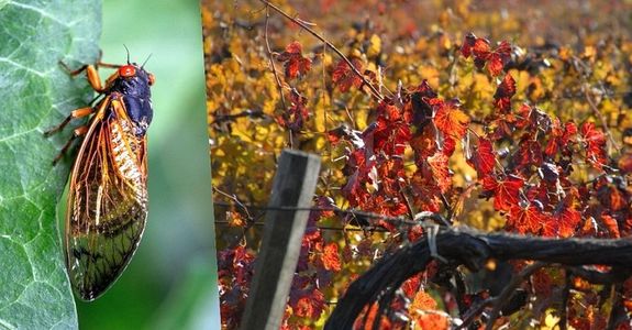 Orszgszerte vdekeznek a szlkabcval szemben. Kohout Zoltn / Horizont Mdia / Shutterstock