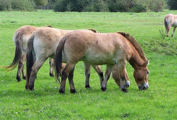  A Przsevalszkij-l a hziastott lhoz kpest zmk testfelpts, rvid lbai vannak. ltalban 1,4 mter magas, 2,1 m hossz, a farok hossza 90 cm. Testtmege mintegy 350 kg. A szrzet szne fak. Kp forrsa: Wikipdia   
