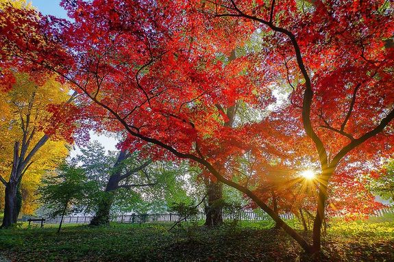 A Szarvasi Arbortum orszgos vdettsg termszetvdelmi terlet. Vdett terlet 1943 ta. Forrs: Wikipdia. Kp forrsa: Orszgos Erdszeti Egyeslet   