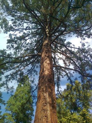  Az ris hegyi mamutfeny a Szarvasi Arbortumban. Az 1873-ban ltetett fa az Eurpban tallhat legidsebb egyedek kz tartozik, 36 mteres, villmvdelemmel is ellttk. Forrs: AI. Kp forrsa: Szarvasi Arbortum