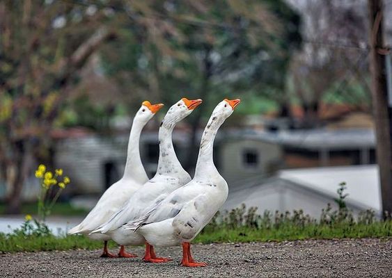 Mig l Szent Mrton s a ludak legendja. Kp: Pinterest
