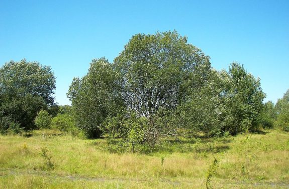 A kecskefz. Kp: Willow. Kp forrsa: Wikipdia