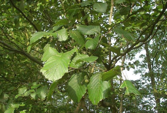 A hamvas ger. Kp: Nikanos. Kp forrsa: Wikipdia   