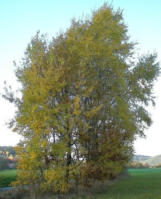 A rezg nyr. Kp: Willow. Kp forrsa: Wikipdia   