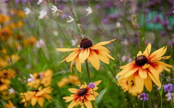 Az Orszgos Idegenforgalmi Hivatal, a Belgyminisztrium s a szakmai szervezetek szerveztk meg az els hazai, orszgos, virgostsi, krnyezetszptsi s krnyezetvdelmi versenyt, 1994-ben. Kp forrsa: viragosmagyarorszag.hu