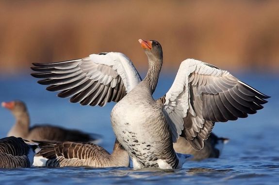 A tavon telel vadludak 5-6 ezer kilomteres tvolsgbl, Skandinvia s Szibria szaki trsgeibl rkeznek hozznk. Kp forrsa: Tata Vros Hivatalos Honlapja   