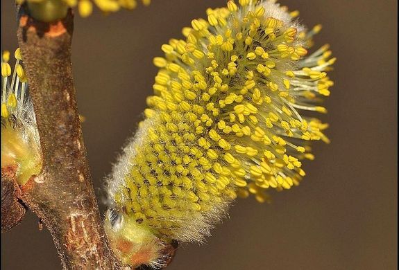  Ez a faj szolgltatja rszben a hsvti barkt. Kp: Korda Mrton / Orszgos Erdszeti Egyeslet