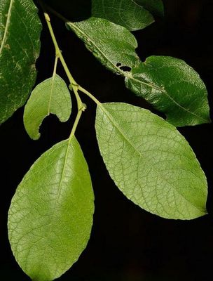 Egyetlen fzfajunk, amely tbbletvz nlkl l, a domb- s hegyvidkeinken fordul el, az Alfldn, ritka. Kp: Korda Mrton / Orszgos Erdszeti Egyeslet   