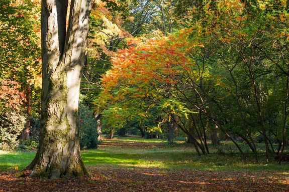 A Szarvasi Arbortum az orszg egyik leggazdagabb lfa-gyjtemnye termszeti kincs, a klmavdelem, a fajmegrzs s az ismeretterjeszts kiemelked helyszne is. Kp forrsa: visitszarvas.com