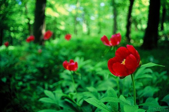  Virgz bnti bazsarzsk a Somos-hegyen, a Kelet-Mecsekben, 2004 mjusban. Kp: mEGYA. Kp forrsa: Wikipdia