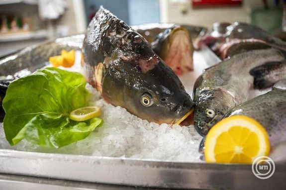  Halknlat a budapesti Kzponti Vrscsarnokban, 2025. december 9-n. Kpek: MTI / Balogh Zoltn   