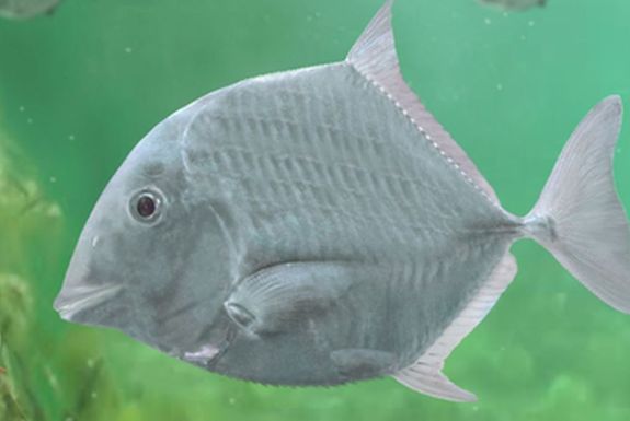 A 85 milli� �vvel ezel�tti, ihark�ti v�zi �l�vil�g rekonstrukci�ja - cf. Coelodus sp. A m�sodik k�pen a teljes k�prekonstrukci�. Szab� M�rton alkot�sa. K�p forr�sa: elte.hu