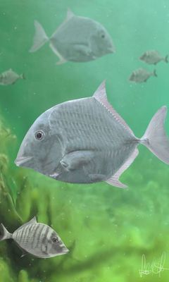 A 85 milli� �vvel ezel�tti, ihark�ti v�zi �l�vil�g rekonstrukci�ja - cf. Coelodus sp. A m�sodik k�pen a teljes k�prekonstrukci�. Szab� M�rton alkot�sa. K�p forr�sa: elte.hu