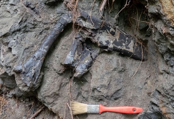 A csontok szinte egym�son fek�dtek a r�tegben. A mostani leletanyag a H�tszegi-medence legid�sebb gerinces-felhalmoz�d�sa. K�p forr�sa: elte.hu