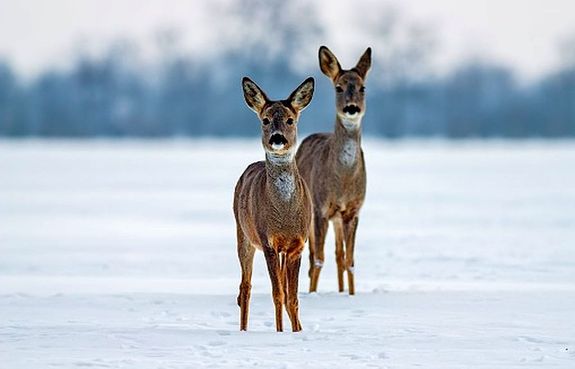 Ok�ny hat�r�ban, a rend�r testv�rek fel� menek�lt k�t �z – ez okozta az orvvad�sz veszt�t. A k�p illusztr�ci�. K�p: iStock   