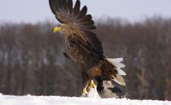  Magyarorsz�g ter�let�n, a sas- �s s�lyomfajok sz�mos kiemelt telel�helye van. A legnagyobb sz�mban a r�tisasok telelnek haz�nkban. A k�pen, a r�tisas. K�p forr�sa: Magyar Mad�rtani �s Term�szetv�delmi Egyes�let