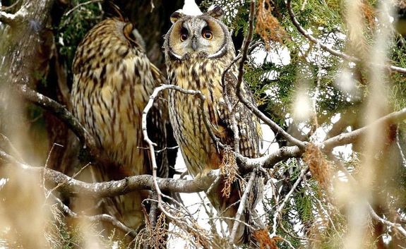 Telel� erdei f�lesbaglyok. K�p: Orb�n Zolt�n. K�p forr�sa: mme.hu   