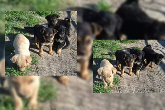 A hat kiskutya anyja elpusztult, a kun�gotai f�rfi k�lter�leti fasorban hagyta �ket, sorsukra. �llatv�d�k vett�k gondoz�sba a k�lyk�ket. A k�p illusztr�ci�. K�p: Police.hu      