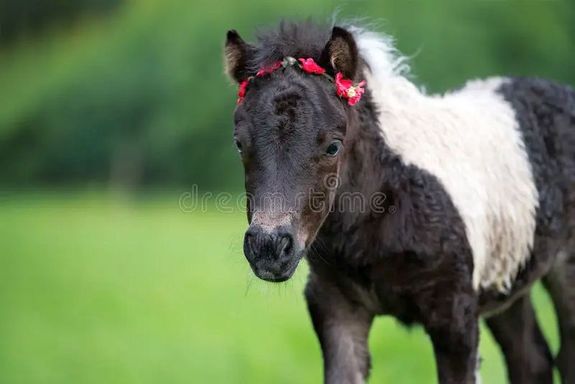 A Dzsoki nev�, fekete sz�n�, k�r�lbel�l 25 �ves, feh�r foltos cs�d�r p�nil� az �rm�nyk�ti t�jh�zb�l sz�k�tt el, k�t f�rfi fogta be, akik el akart�k adni. A k�p illusztr�ci�. K�p: Dreamstime      