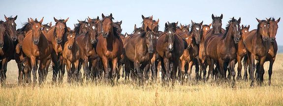 A Furioso-North Star, ismertebb nev�n a mez�hegyesi f�lv�r, Magyarorsz�gon kiteny�sztett, nemzeti kinccs� nyilv�n�tott l�fajta. A fajta kialakul�sa 1841-ben kezd�d�tt el a Cs�sz�ri �s Kir�lyi M�nesint�zet megalakul�s�val. Forr�s: Wikip�dia. K�p: Magyar L�teny�szt�k Orsz�gos Sz�vets�ge      