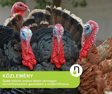 A Nemzeti �lelmiszerl�nc-biztons�gi Hivatal laborat�riuma B�k�s megy�ben, k�t baromfitelepen, magas patogenit�s� mad�rinfluenza v�rus jelenl�t�t igazolta. K�p forr�sa: N�bih Facebook-oldala