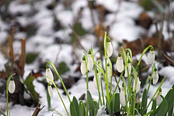 Febru�rra, m�r kiny�ltak a h�vir�gok. K�p: Pixabay