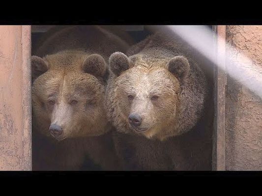 Ursula �s Mici a Szegedi Vadasparkban. K�p forr�sa: YouTube